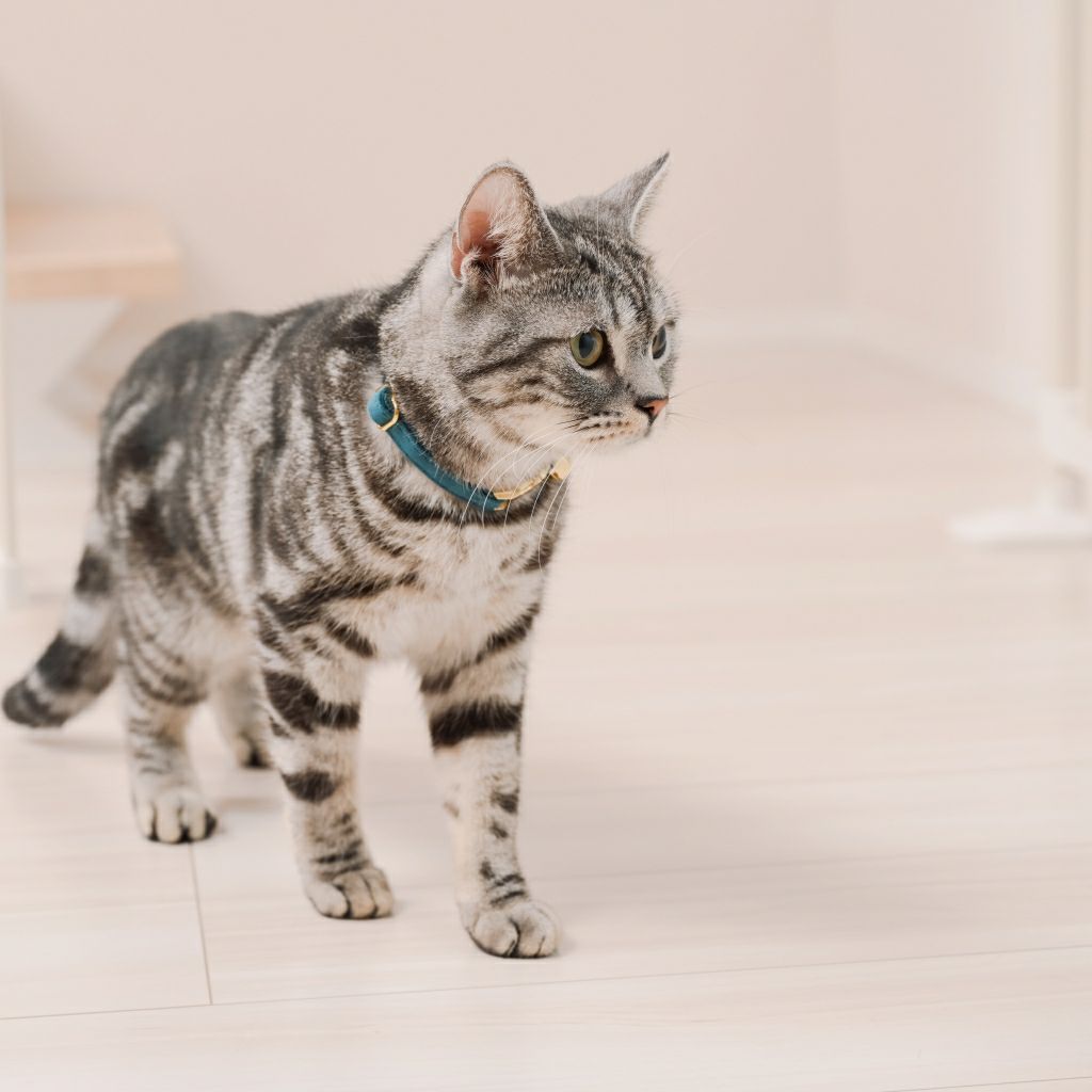 ねこ脱走防止ゲート にゃんドア モカ | KISSBABY