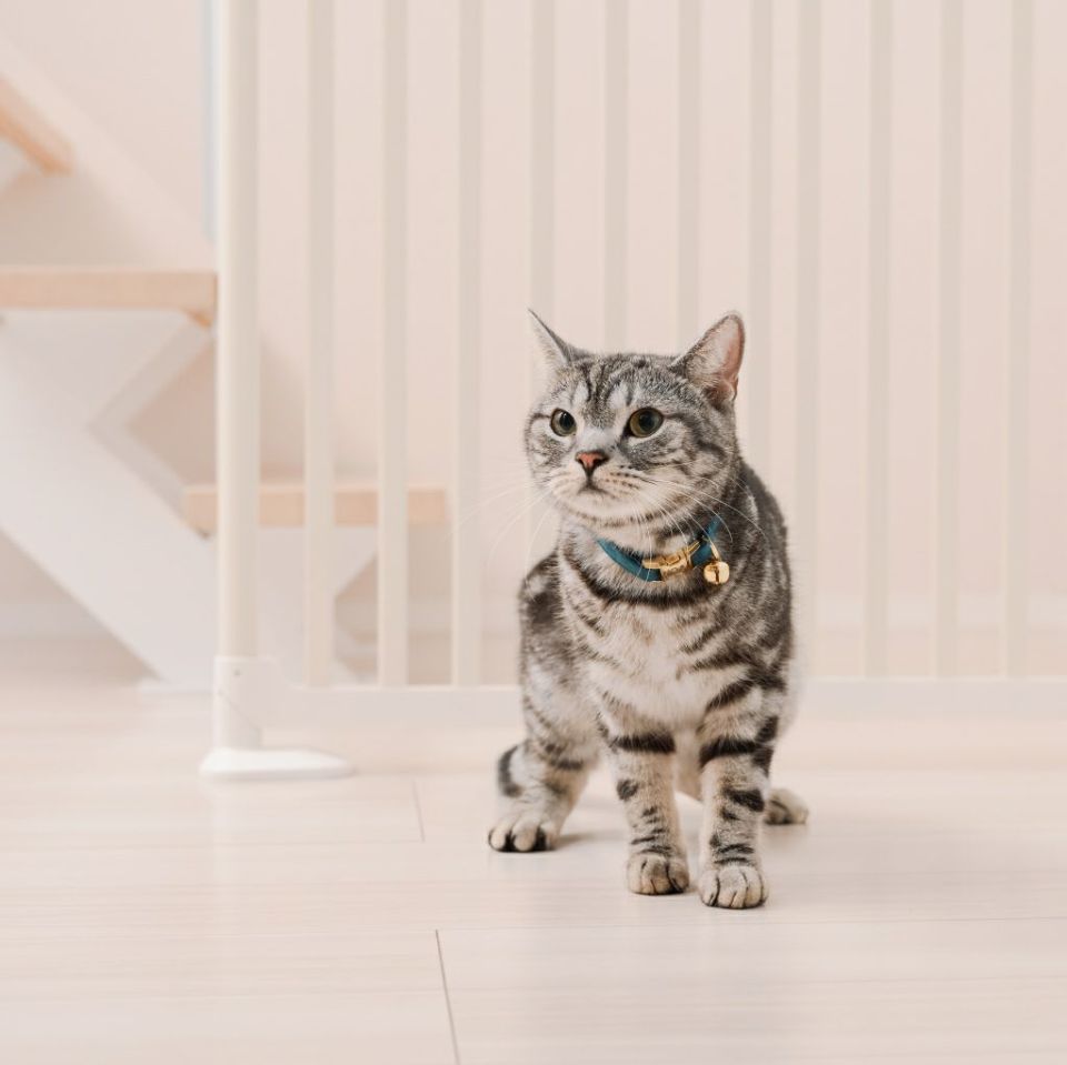 ねこ脱走防止ゲート にゃんドア モカ | KISSBABY